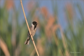 <p>STRNAD RÁKOSNÍ (Emberiza schoeniclus) Varnsdorf ----- /Common reed bunting – Rohrammer/</p>